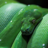 Green Tree Python