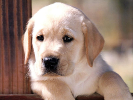 Sweet face - labrador, puppy, dog, animal, pet, cute