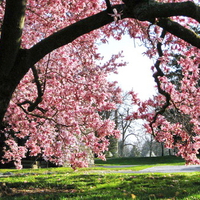 Neath the magnolias