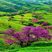 Spring's trees