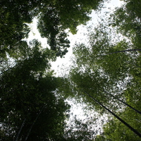 Bambus forest in Japan