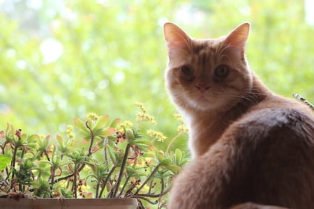 Theoden at the window, look Ramya..... - red, cats, animals, cute