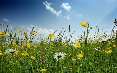 Field of Wild Flowers - flowers, pretty, yellow, blue, beautiful, green, grass, field