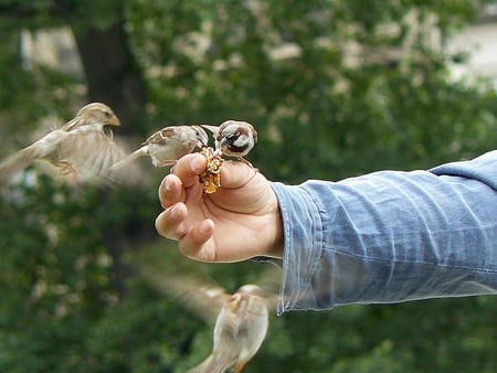 sparrow - sparrow, bird, hand, wild