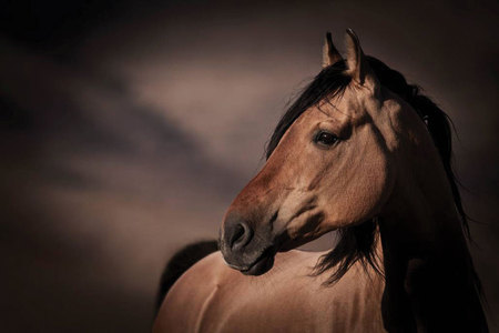 beauty - nature, beautiful, brown, horse, animals