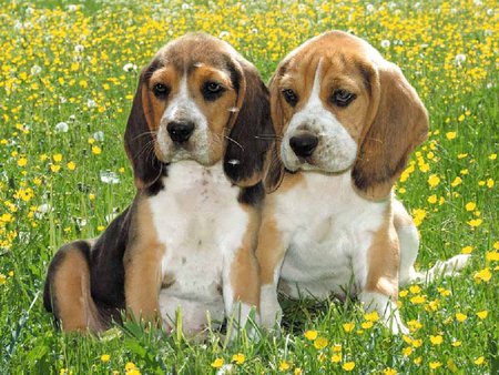 Beagles - beagle, animal, nature, garden, dog, grass, puppy, flower