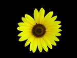 Yellow daisy