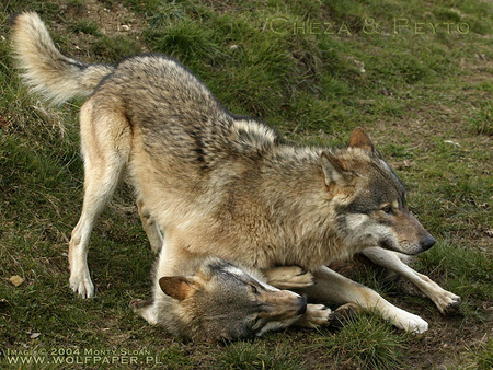 WOLF DOMINATING ANOTHER WOLF - wolves fighting, wolves, animals, dogs, grey wolf