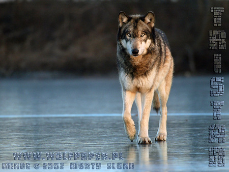 Wolf Walking On Ice - ice, grey wolf, dogs, wolf, animals