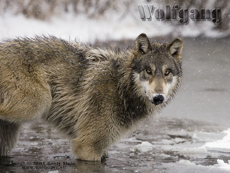 GREY WOLF IN A POND - wolf, ice, wolf photography, snow, animals, pond, grey wolf