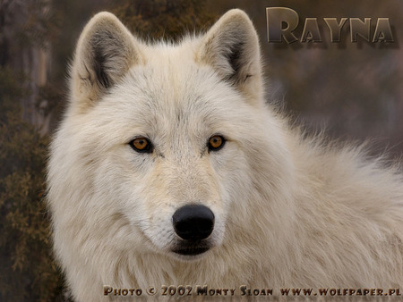 WHITE WOLF - grey wolf, nature, wolf pups, snow, puppies, white wolf, animals, wolves