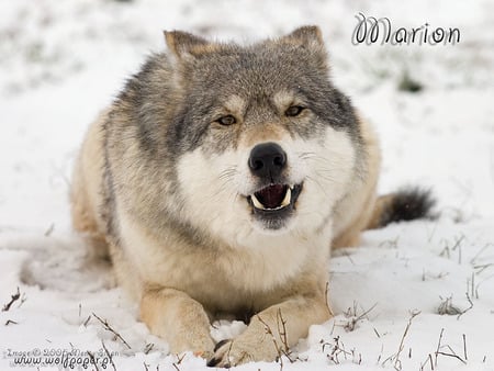 Funny Marion - nature, animals, snow, wolf pup, timber wolf, grey wolf