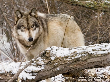 RENKI THE WOLF - wolves, animals, snow, dogs, tree, grey wolf