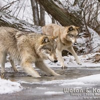 Leaping Over Ice