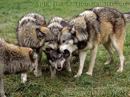 WOLF ATTACK!!! - wolf pup, grey wolf, alpha male wolf, animals, wolves