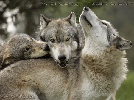 Wolfgang, Tristan and Erin – the Great Reunion - grey wolf, wild dogs, dogs, wolf pups, i love wolves, animals