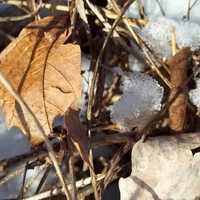Leaf on the wind