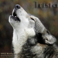 Howling In Rain