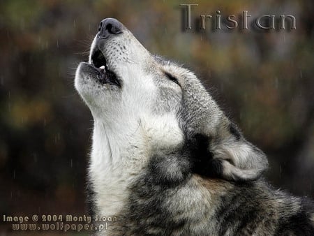 Howling In Rain - wolf howling, rain, animals, howling, timber wolf, grey wolf