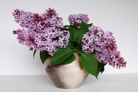 Lilacs Still Life - purple, pot, flowers, vase, still life, lilacs