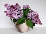 Lilacs Still Life