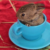 baby bunny teacup