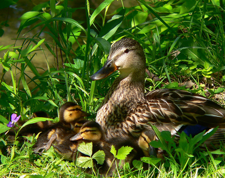 Mom*s Day - duck, duckling, grass, wild