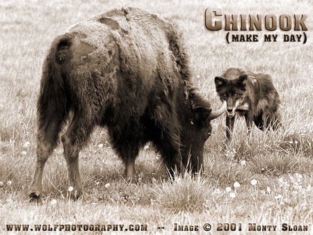 OLD WEST WOLF AND BISON - wolf, bison, cow, animals, black wolf, dogs, grey wolf, old west