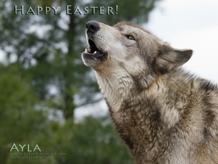 EASTER TIME - wolf, easter, howl, grey wolf