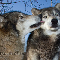 Renki Licks Tristan His Dad!!!