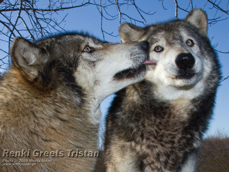 Renki Licks Tristan His Dad!!! - sky, licks, wolves, old wolves, animals, timber wolf, grey wolf