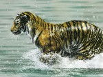 Running Tiger in Water