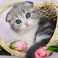 Adorable Cat
