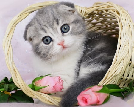 Adorable Cat - pretty, roses, cat face, eyes, pink, pink rose, kitten, cats, face, beautiful, pink roses, photography, beauty, colors, lovely, still life, sweet, cat, basket, rose, cute, adorable, animals, kitty