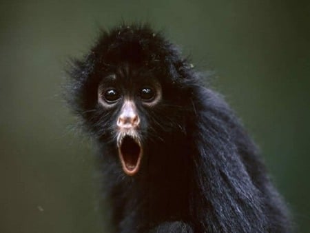 Blackfaced Spider Monkey - nature, monkey, black, wild