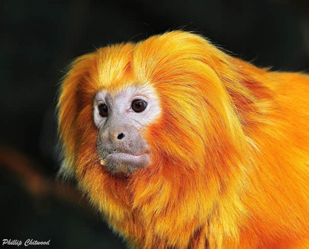 Golden Lion Tamarin - rare, monkey, nature, wild