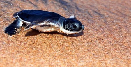 Sea Turtle hatchling - nature, beach, hatch, turtle