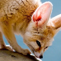 Fennec Fox
