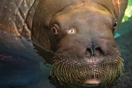 Walrus - mustache, water, nature, brown