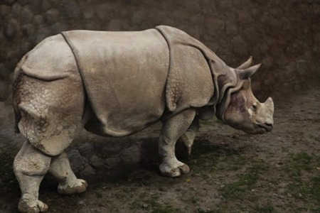 Rhinoceros - armor, rhino, rare, nature