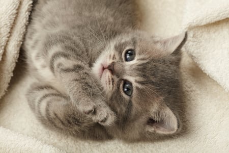 Kitten - pretty, eyes, photo, pet, animal, kitten, smoky, nice, furry, beautiful, photography, small, lovely, friend, cool, sweet, baby, cat, pussy, grey, feline, cute, adorable, kitty