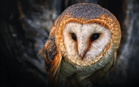 Owl - nature, nice, animals, owl, birds