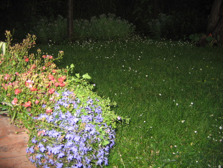 Flowers - flowers, latvia, riga, nature