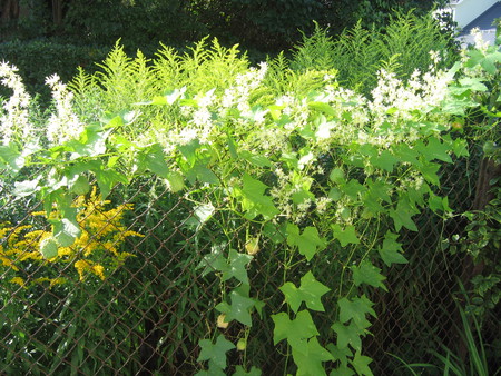 Flowers - riga, nature, flowers, latvia