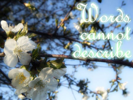 Indescribable - white, glow, cherry blossom, beautiful, tree, flower