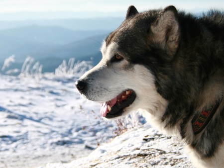 Winter Wolf - wolf, nature, dog, snow, beautiful, animals, winter