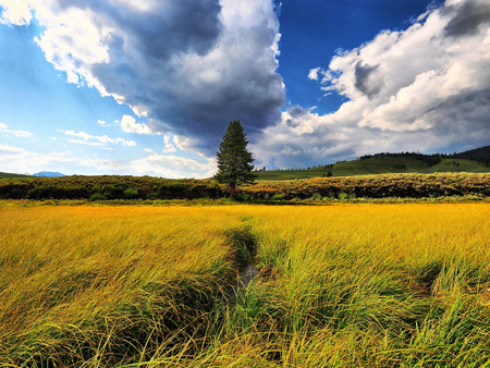 Beauty Landscape - nature, sky, landscape, beautiful, clouds, tree, grass