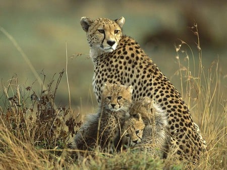 Family of cheetahs - feline, family, wildlife, cheetah