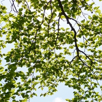 Tree, branches and leaves