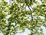 Tree, branches and leaves